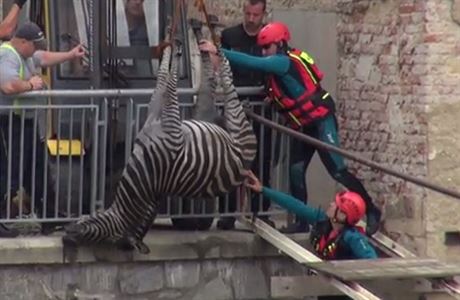 Z cirkusu v Beroun utekly dv zebry, jedna se utopila.