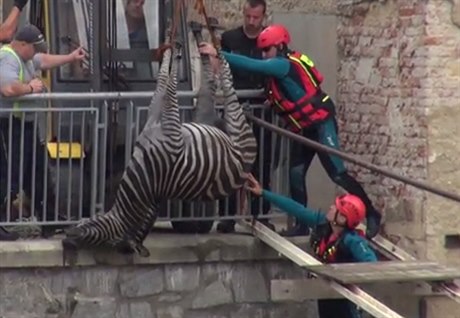 Z cirkusu v Berouně utekly dvě zebry, jedna se utopila.