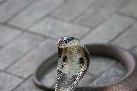 Kobra monoklová (Naja kaouthia)