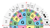 Genetick kd uruje, kter kombinace psmen (bz) DNA nebo mRNA oznauj...