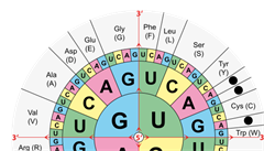 Genetický kód uruje, které kombinace písmen (bází) DNA nebo mRNA oznaují...