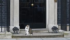 Kocour britského premiéra Camerona Larry sedí ped dvemi na Downing Street 10.