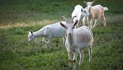 Mezi zvířata, které komunita chová, patří i kozy a ovce.