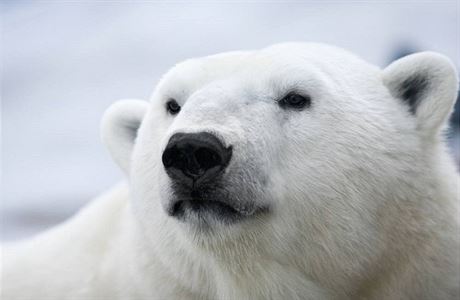 Lední medvd (ilustraní foto)