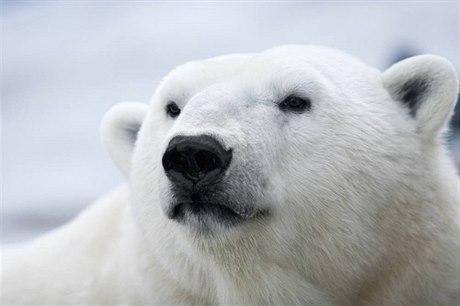 Lední medvědi doplácí na znečištěné prostředí.
