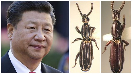 Čínský entomolog pojmenoval nově objeveného brouka z rodu Rhyzodiastes (další...