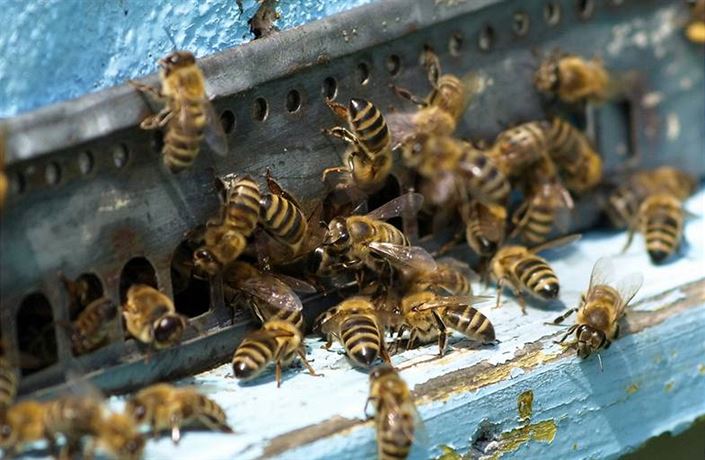 V Česku včelaříme blbě, medaři plní úly chemií, píše pronásledovaný včelař  | Zajímavosti | Lidovky.cz