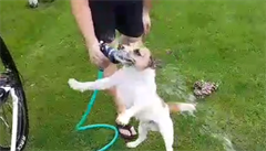 Když se pes snaží napít z hadice
