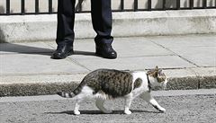 Cameron z Downing Street odchází, Larry zstává.