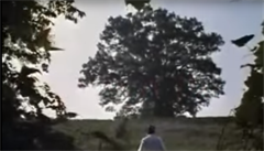 Slavný strom z Vykoupení z věznice Shawshank zničila vichřice, symbolizoval naději