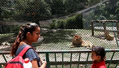 Návtvníci zoo v Caracasu stojí u lví klece.