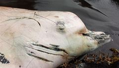 Mytický karasu. V Beringově moři byla nalezena tajemná velryba