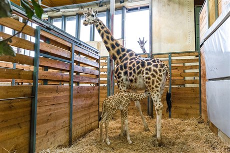 Samice žirafy Rothschildovy Eliška porodila v pražské zoologické zahradě v noci...