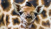 Samice žirafy Rothschildovy Eliška porodila v pražské zoologické zahradě v noci...