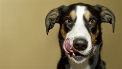 Čištění zubů psů by se nemělo dělat v psích salonech, shodují se veterináři