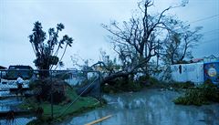Vyvrácený strom po ádní hurikánu Earl.