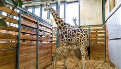V pražské zoo se v noci narodila žirafí samička, měří asi 180 centimetrů