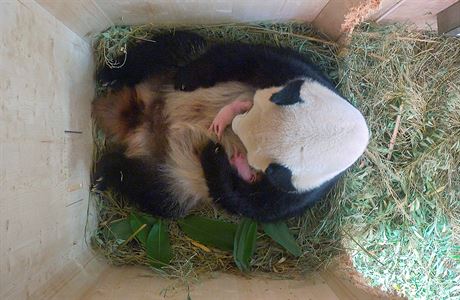 Panda velká z vídeské ZOO porodila pandí dvojata.
