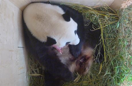 Panda velk porodila ve vdesk ZOO ne jedno, ale dv pand mlata. Narozen...