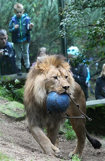 Lvi berbertí, slavili 3. narozeniny v ZOO Liberec. K narozeninám dostali...