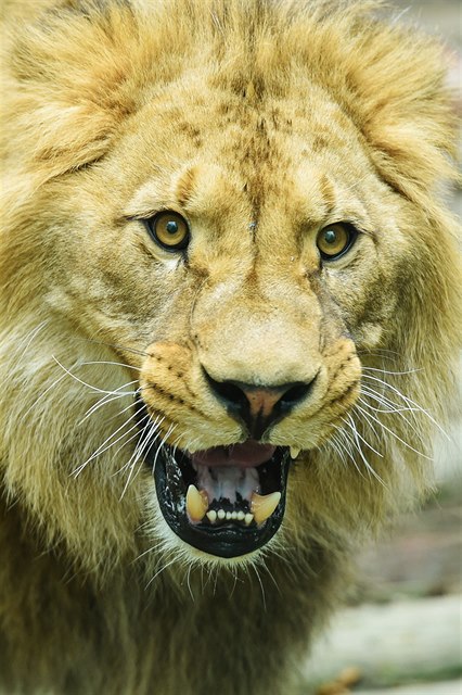lev (ilustrační foto) 