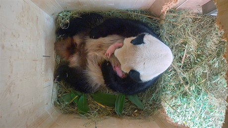 Panda velká z vídeňské ZOO porodila pandí dvojčata.