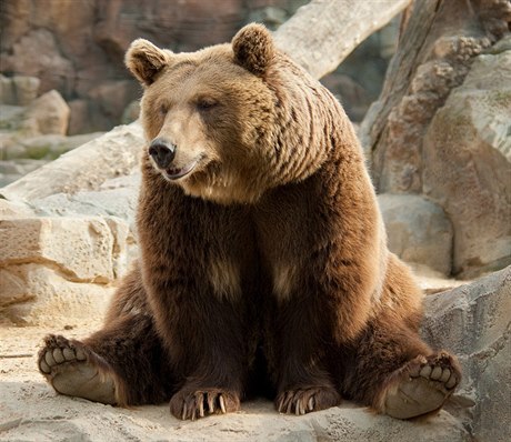 Medvěd hnědý (ilustrační foto)