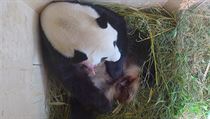Panda velk porodila ve vdesk ZOO ne jedno, ale dv pand mlata. Narozen...