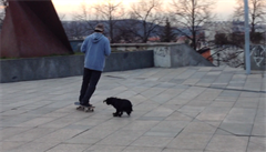 Když se psovi líbí jízda na skateboardu
