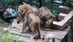 Lvi berbertí, slavili 3. narozeniny v ZOO Liberec.