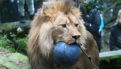 Lvi berbertí, slavili 3. narozeniny v ZOO Liberec. K narozeninám dostali...