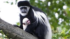 Mlád opice guerézy plátíkové v náruí svého starího sourozence.