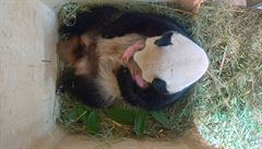 Panda velká z vídeské ZOO porodila pandí dvojata.