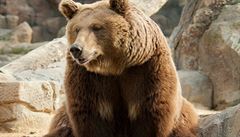 Medvdi ve francouzskch Pyrenejch stle bud spory