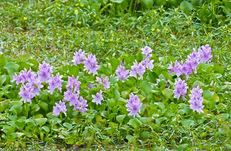 Tokozelka vodn hyacint (Eichhornia crassipes)