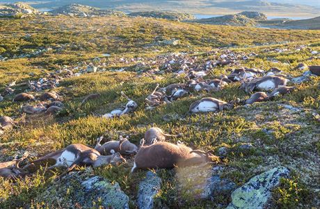 Na ti sta mrtvých sob v oblasti Hardangervidda v Norsku