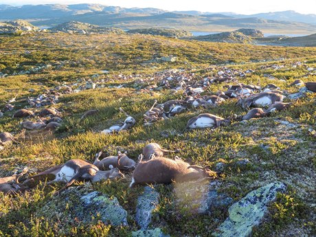 Na ti sta mrtvých sob v oblasti Hardangervidda v Norsku