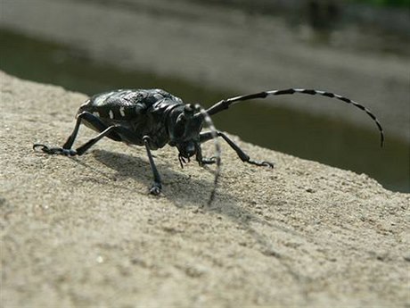 Asijský tesaík - ilustraní foto.