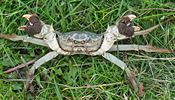 Na seznamu druhů, jichž se nové nařízení týká, je i krab říční (Eriocheir...