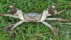 Na seznamu druh, jich se nové naízení týká, je i krab íní (Eriocheir...