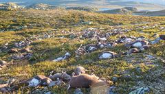 Na ti sta mrtvých sob v oblasti Hardangervidda v Norsku