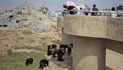 Návtvníci zoo si prohlíejí medvdí výbh a jeho obyvatele.