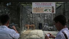 Zdrazována je laskavost Kim ong-una, který krom ps daroval zoo také tygry,...