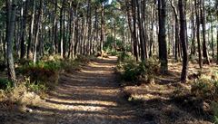 Cestu podél pobeí místy vystídala cesta borovicovým lesem.