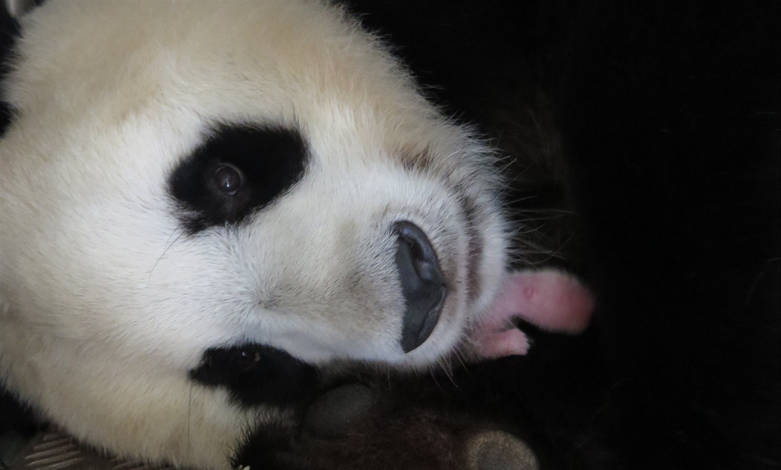Panda v madridské zoo.