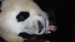 Panda už nepatří mezi kriticky ohrožené druhy, ‚povýšila’ mezi zranitelné