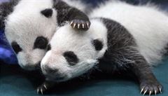 Čína přesune ‚celou Plzeň‘, aby udělala místo pro pandí park