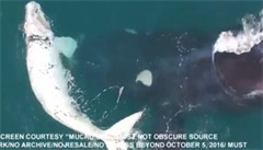 Vědci natočili u australských břehů bílou velrybu