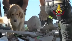 Pes přežil ničivé zemětřesení. Z trosek domu jej vytáhli po deseti dnech