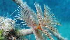 Mořský rournatec - Sabella spallanzanii - je jedním z mála živočichů, kteří...